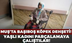 Muş'ta Köpekler Yaşlı Kadına Böyle Saldırdı!