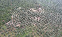 Üzerine Mıcır Dökülen Zeytin Ağaçları Günden Güne Kuruyor!