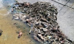 Adana’da Dehşet Görüntü! Sulama Kanalında Yüzlerce Kesilmiş At ve Eşek Eti Kalıntısı Çıktı