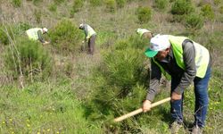 Bursa'da Yanan Ormanların Yerine 48 Bin Fidan Dikildi
