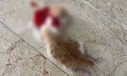 Bursa'da Kan Donduran Vahşet: Yavru Kedilerin Başlarını Kestiler!