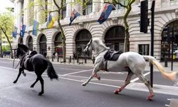Saraydan Kaçan Atlar Londra Sokaklarında