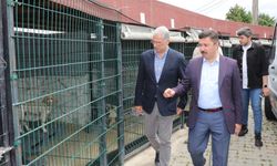 Mudanya'da Sokak Hayvanları İçin Rehabilitasyon Merkezi Kuruluyor