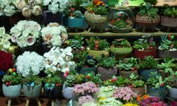 Bursa'da Rengarenk Çiçekler Anneler Günü İçin Tezgahları Süsledi
