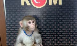 İstanbul'da Dev Hayvan Kaçakçılığı Operasyonu!