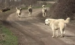 Başıboş Köpek Düzenlemesi Geliyor!