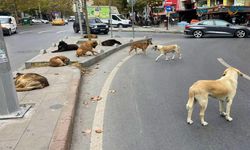 Başıboş Köpeklere Yönelik Kanun Teklifinin İlk 5 Maddesi Kabul Edildi!