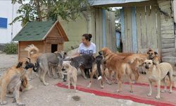 Sokak Köpekleri Teklifi Meclis’e Geliyor