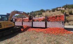 Karacabey’de çiftçi, 30 ton domatesi yere döktü