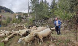 İki üniversite bitirdi, çobanlık yapmaya başladı