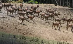 Vurdukları geyikten sucuk yapmışlar