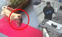 Yavrusu soğuktan donmak üzereyken veterinere getirdi!