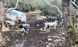 Bursa'da mera krizi! Karşı köylüler inekleri vurdu