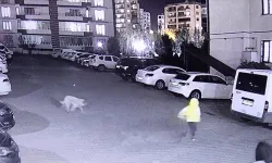 Diyarbakır'da başıboş sokak köpeği dehşete düşürdü