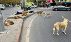 Osmaniye Belediyesi, başıboş köpekleri toplayana 10 lira veriliyor!