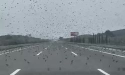 İstanbul - İzmir otobanında yüzlerce sığırcık yol üstüne kondu