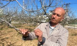 Zirai Don Bursa Siyah İncirini Etkilemedi