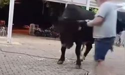 Boğaya para atarken boynuz darbesiyle yaralandı