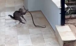 Yılana kafa tutan kedi sosyal medyayı salladı
