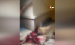 Kendisine saldıran sokak köpeklerini silahla vurdu