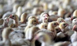 Suriye Türkiye'den tavuk almayı yasakladı