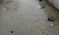 Bursa Gemlik körfezi çöplüğe döndü
