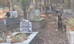 Hamitler Mezarlığında başıboş köpek sorunu