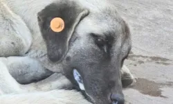 Kocaeli Üniversitesi'nde kuduz köpek şüphesi panik yarattı