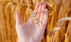 ’Glutensiz’ ifadesi, sağlıklı anlamına gelmiyor