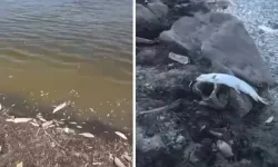 Bursa’da acı tablo, yüzlerce balık kıyıya vurdu
