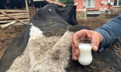 Şap hastalığı Bursalı besicileri vurdu