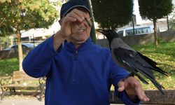 Bu karga organik gıdaları seviyor! Çay içiyor, hamsi yiyor