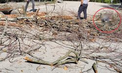 Üzerine ağaç düşen belediye işçisi hayatını kaybetti