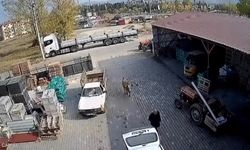 Depoya giren inek çalışanlara saldırdı