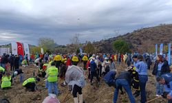 Bursa'da yanan ormanlar ağaçlandırılıyor