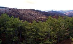 Bursa’yı yeniden yeşertecek 300 bin fidan için ilk adım atıldı