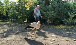 Kümeste tavuklarla birlikte yaşayan leylek, balıkla besleniyor