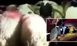 Şeytanın aklına gelmez! 29 koyunun karnında dikiş izi vardı!