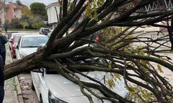 Bursa'da devrilen ağaç korku dolu anlar yaşattı