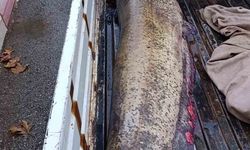 Bursa'da 65 kiloluk dev balık yakalandı