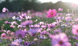 İlk cemre ne zaman düşecek?