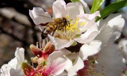 İlk cemre havaya düştü