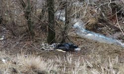 Çorum'da kan donduran cinayet: Parçalanmış halde bulundu