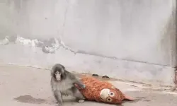 Yavru maymun Punch'ın son görüntüsü izleyenleri kahretti