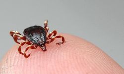 Kene kabusu geri geldi