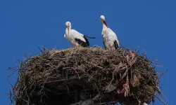 Yaren leylek, eşi Nazlı'ya kavuştu