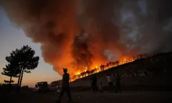 Orman yangınlarının acı tablosu açıklandı! En büyük zarar Bursa'da