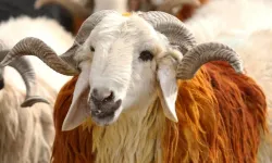 Diyanet, vekaletle kurban kesim bedelini açıkladı