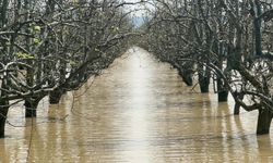 Bursa'da yüzlerce dönüm şeftali ve armut bahçesi su altında