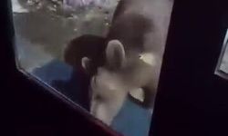 Uludağ’da ayı ailesi kamerada